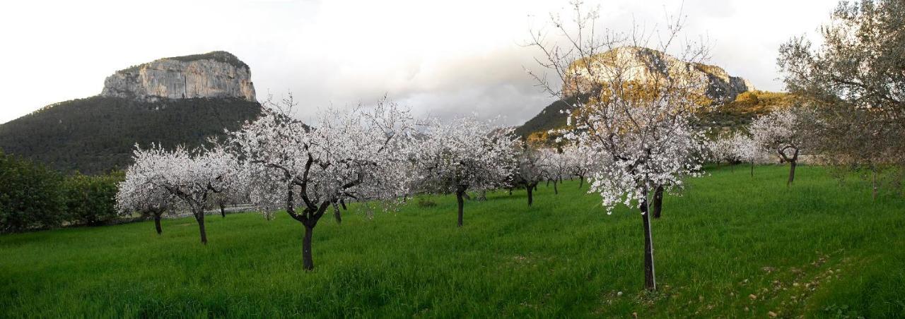 Alaró Natura Rural Suites Kültér fotó