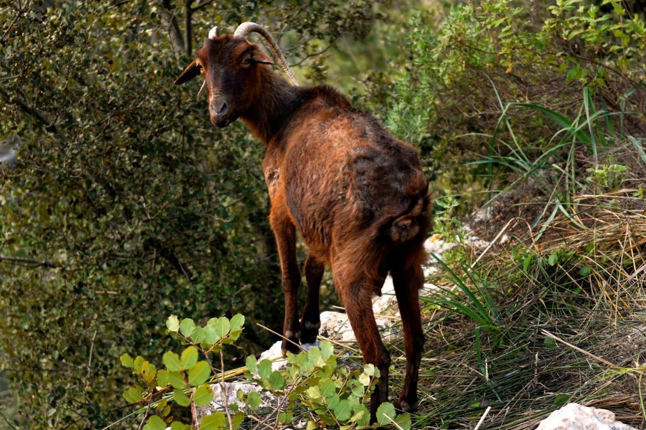 Alaró Natura Rural Suites Kültér fotó