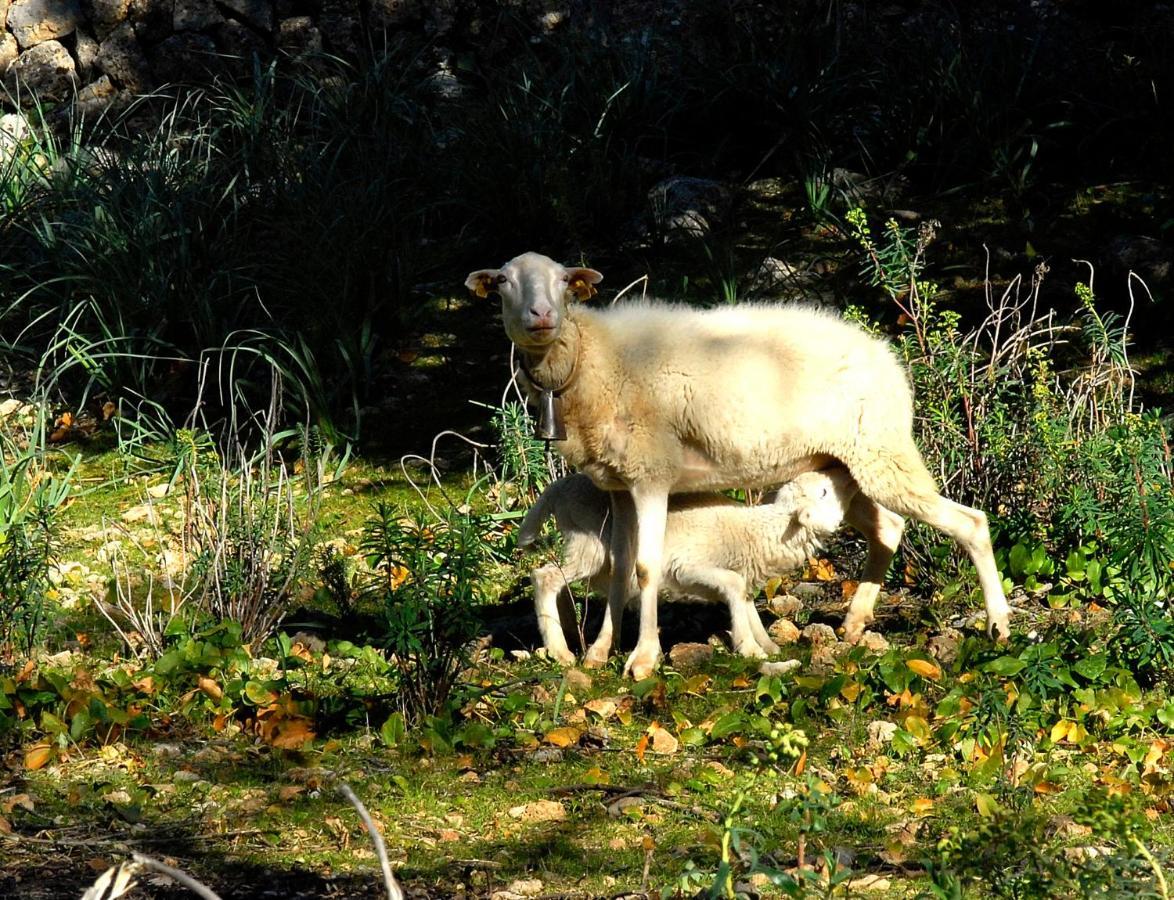 Alaró Natura Rural Suites Kültér fotó