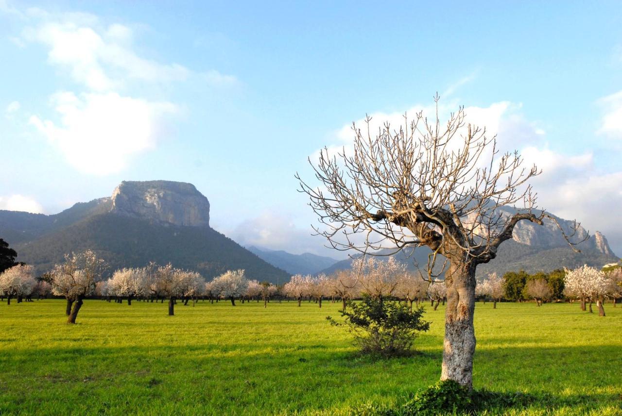 Alaró Natura Rural Suites Kültér fotó